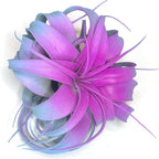 XL Xerographica Colored Air Plant, Live Tillandsia House Plant, Easy Care Indoor Outdoor, Great Gift, Healthy Arrival Guaranteed (Rainbow #2)