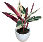 Live Plant Stromanthe Triostar, Pet-Friendly, Tricolor Prayer Plant, 12-16" Tall, Indoor Plant, Easy to Care, Rare Plant, 4.7 inch Decorative Pot (White, 4.7 inch Pot)