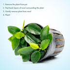 SubstrateSource Anubias Live Aquarium Plants - Potted Freshwater Plant for Fish Tanks, Terrariums - Beginner Friendly Low Light (Nana Long Wavy, 3 Pots)