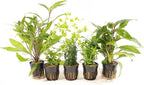 Live Freshwater Aquarium Plants - 3 Assorted Potted for Fish Tanks - (Grower's Choice) Beginner Friendly