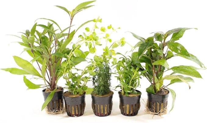 Live Freshwater Aquarium Plants - 3 Assorted Potted for Fish Tanks - (Grower's Choice) Beginner Friendly