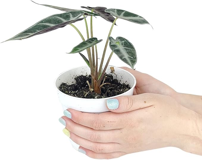 Alocasia Bambino (4'' Grower Pot) - Low Light and Healthy Houseplant - Easy to Care Indoor Houseplant