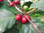 American Plant Exchange Arabica Coffee Real Live Plant, 6" Pot, Flowering Indoor Outdoor Air Purifier, Green Rippled Leaves