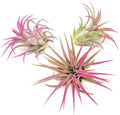 Fuchsia Colorful Tillandsia Air Plants - Long Lasting Color Enhanced Live Tillandsia Succulent House Plants - Home and Garden Decor - Easy Care Indoor/Outdoor Plants (Ionantha Rubra, Pack of 3)