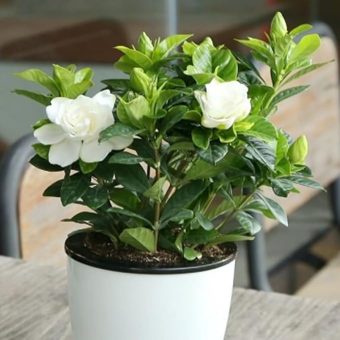 2 Jasmine Plant Live, Frost Proof Gardenia Plants Cape Jasmine Live Plant Between 5 and 7Inc Tall Outdoor Planting Indoor