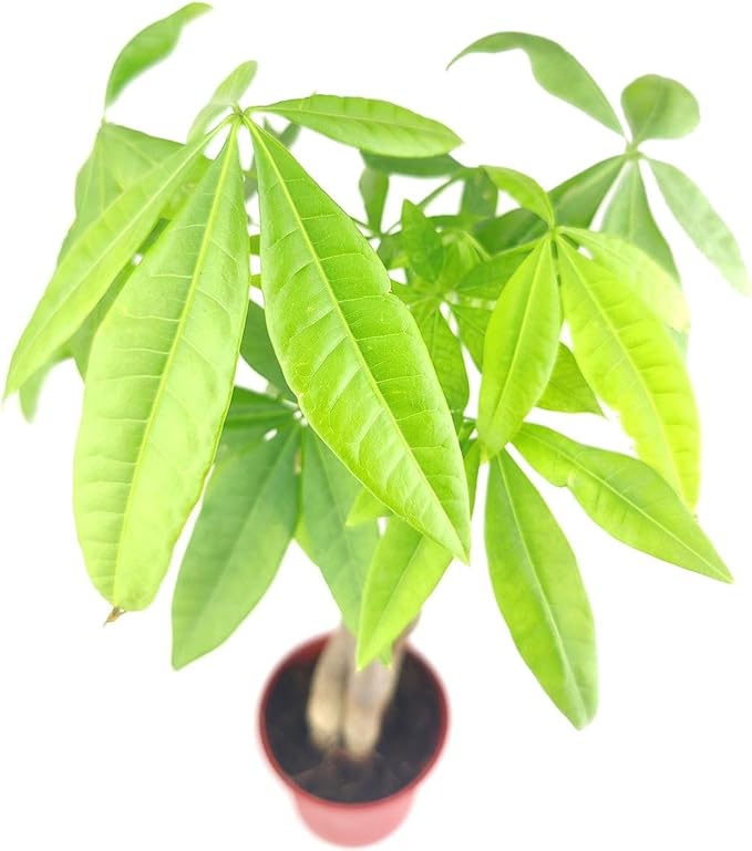 Braided Pachira Stump Money Tree (4" Grower Pot) - Low Light and Healthy Houseplant - Easy to Care Indoor Plants - Live Healthy Houseplant for Home Office Decoration