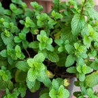 Mojito Mint Plants Live, Mint Plants for Inside and Home Décor, 3-Inch Potted Fresh Herb for Kitchen Gardens and Indoor Outdoor Growing