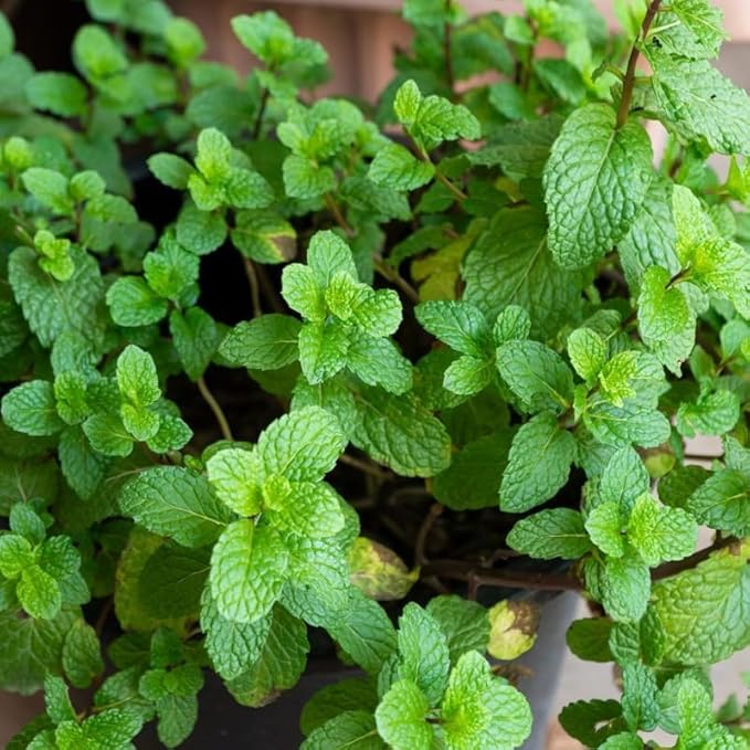 Mojito Mint Plants Live, Mint Plants for Inside and Home Décor, 3-Inch Potted Fresh Herb for Kitchen Gardens and Indoor Outdoor Growing