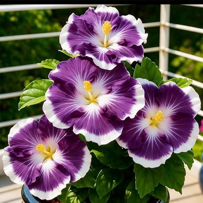 220+ Mixed Hibiscus Flower Seeds for Planting - Perennial Exotic Plant Bonsai Seeds for Home Garden-Attract Butterflies