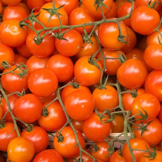 Cherry Tomato Plant, 4 Inches Pot Live Tomato Starter Plant