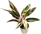 Live Plants Stromanthe Triostar, Tricolor Prayer Plant, 12-16" Tall, houseplant, Gorgeous Live Indoor Live Plant, Easy to Care, Rare Plant, 4 inch Pot