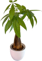 Money Tree Live Plant | 14-22 Inches Tall Bonsai | Easy to Grow Indoor Houseplant | Home, Office, or Room Decor | Birthday, Housewarming Gift (White)