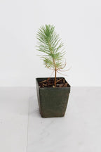 Generic Mini Bonsai Tree Starter Plant Gift Pinus Eldarica Aleppo Pine Afghan Pine Live Tree Pine Zen Garden House Plant Outdoor Plant 2 inch Pot (1), Green