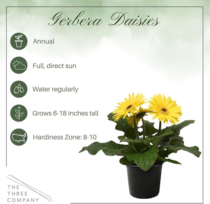 Live Flowering Gerbera Daisies - Yellow (3 Plants Per Pack) - Beautiful Spring Flowers - 12" Tall by 5" Wide in 1 Qt Pot