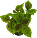 BubbleBlooms Pilea Mollis Moon Valley in a 4 inch Pot Friendship Plant