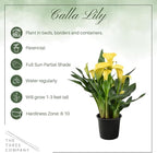 Live Flowering Calla Lily (2 Plants Per Pack) - Yellow, 3+ Blooms - Beautiful Spring Perennial - 12" Tall by 5" Wide in 1 Qt Pot
