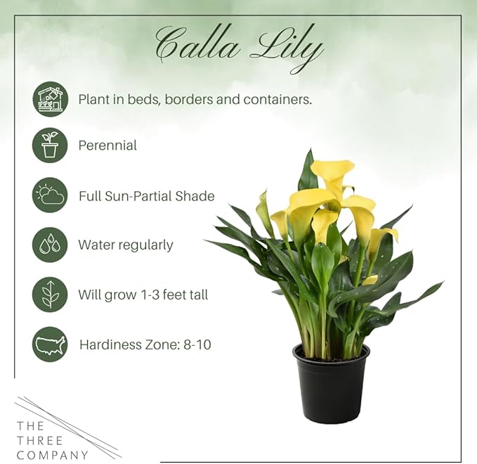Live Flowering Calla Lily (2 Plants Per Pack) - Yellow, 3+ Blooms - Beautiful Spring Perennial - 12" Tall by 5" Wide in 1 Qt Pot