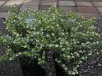 Mexican Heather Alba Live Plants, White Flowers, 3.5 inch Pot, 2 Pack