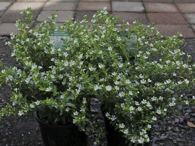 Mexican Heather Alba Live Plants, White Flowers, 3.5 inch Pot, 2 Pack