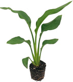 Live Orange & White Birds of Paradise Plant Variety - 'Birds of Paradise' Strelitzia nicolai - ragnaroc Tropical Plant 6-10” Tall - 2ct - Live Arrival Guaranteed - House Plants for Home Decor & Gift