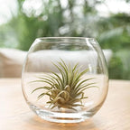 Shop Succulents Ionantha Tillandsia Air Plants, Assorted Mini Live Indoor Plants for Home Decor & Gifts, Low Maintenance, Natural Air Purifier, Hanging Plants, Favors, Terrarium Plants, Pack of 30
