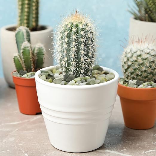 YISZM 2LB Succulent and Cactus Jade Pebbles, 3/8 Inch Natural Decorative Polished Stones, River Rocks for Indoor Plants, Vases, Planters and Outdoor Gardening