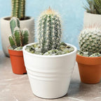 YISZM 10LB Succulent and Cactus Jade Pebbles, 3/8 Inch Natural Decorative Polished Stones, River Rocks for Indoor Plants, Vases, Planters and Outdoor Gardening