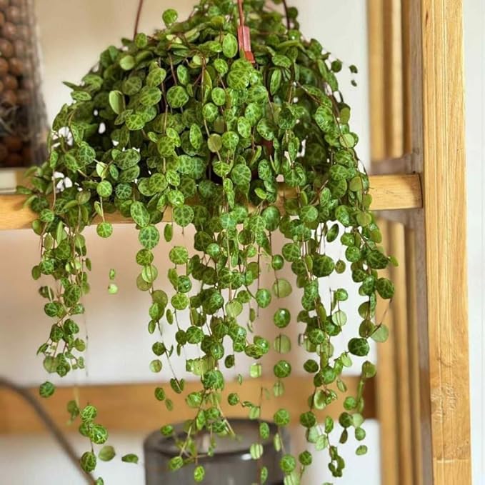 String of Turtles Live Plant, Rare Succulent Houseplant Indoor Home Decoration