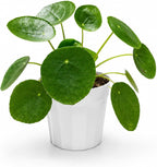 Chinese Money Plant - Pilea Peperomioides Plant Live - Air Purifying Plants Live Houseplants - Low Maintenance Coin Plant - Feng Shui Indoor House Plant for Good Luck