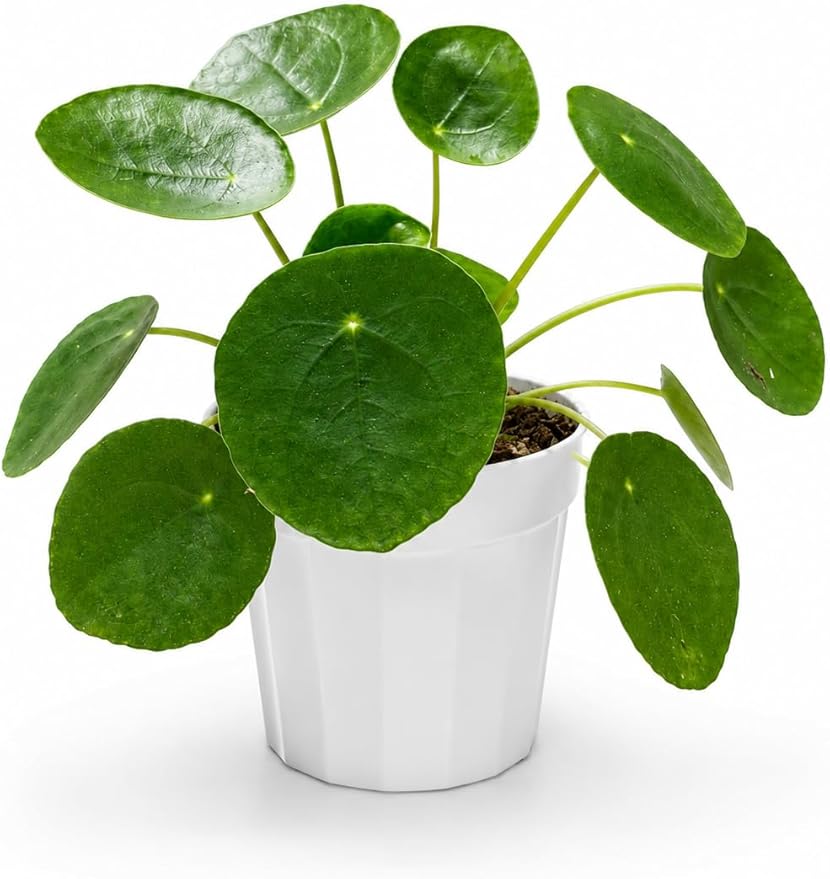 Chinese Money Plant - Pilea Peperomioides Plant Live - Air Purifying Plants Live Houseplants - Low Maintenance Coin Plant - Feng Shui Indoor House Plant for Good Luck