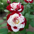 100+ PCS Rare Twin Red White Rose Seeds - Heirloom Non-GMO Flower Seeds for Captivating Garden Blooms - Includes Planting Instructions, Perfect for Spring and Fall Planting, Great Gardening Gift