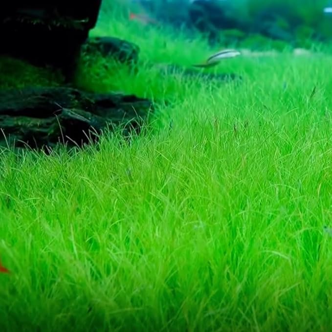 Dwarf Hairgrass Plant Live, Aquarium Pond Plant, Freshwater Aquarium Plant, 4 to 6 Inches Tall