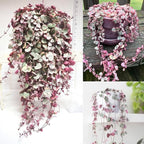 Ceropegia Woodii Variegated String of Hearts Live Plant, Rare Trailing Succulent Vine in 2.5" Pot, Indoor Hanging Plant