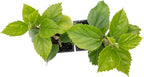4 Kona Hibiscus | Live Plants in 2.5-inch Nursery Cubes | Hibiscus rosa-sinensis Hybrid Variety | Tropical Evergreen Floral Shrub | Large Pink Double-Blossom Flowers for Home and Garden