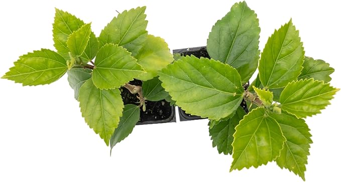 4 Kona Hibiscus | Live Plants in 2.5-inch Nursery Cubes | Hibiscus rosa-sinensis Hybrid Variety | Tropical Evergreen Floral Shrub | Large Pink Double-Blossom Flowers for Home and Garden