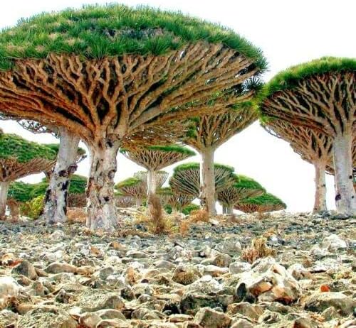 Dragon Tree Seeds to Grow - 10 Seeds - Dracaena Draco Seeds for Planting - Exotic Tree Seeds - Indoor Bonsai Tree