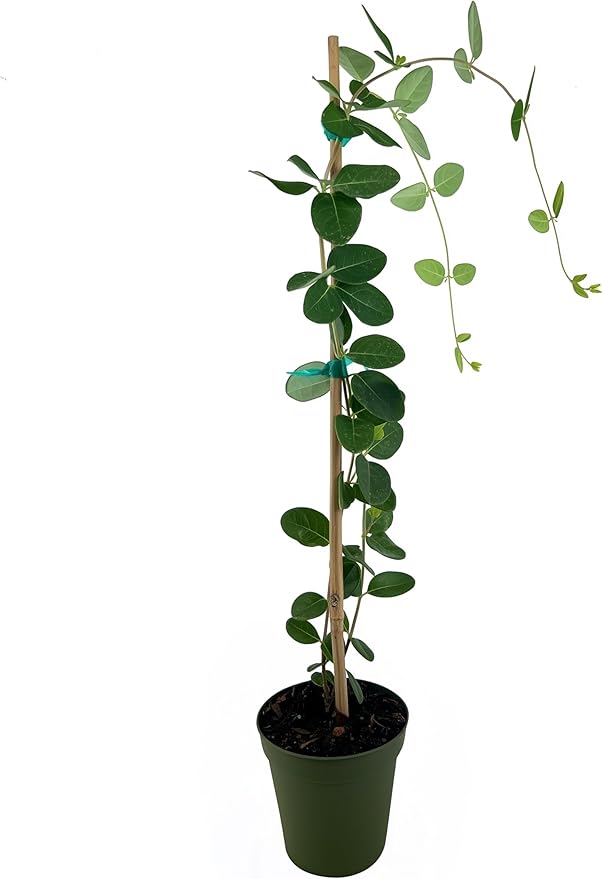 Coral Honeysuckle | 1 Large 4 Inch Pot | Lonicera Sempervirens | Attracts Hummingbirds, Red Trumpet Flowers, Fast Growing Vines, Low Maintenance, Long Blooming Season, Garden Climbing Vine