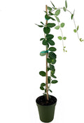 Coral Honeysuckle | 1 Large 4 Inch Pot | Lonicera Sempervirens | Attracts Hummingbirds, Red Trumpet Flowers, Fast Growing Vines, Low Maintenance, Long Blooming Season, Garden Climbing Vine