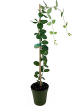 Coral Honeysuckle | 1 Large 4 Inch Pot | Lonicera Sempervirens | Attracts Hummingbirds, Red Trumpet Flowers, Fast Growing Vines, Low Maintenance, Long Blooming Season, Garden Climbing Vine