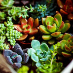 Succulents Mix Rare Plant Exotic Cactus Flower Succulents 200 Seeds