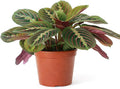 Maranta Red Prayer (6 inch) - Pet-Friendly Houseplants - Attractive Indoor Plants, Easy to Grow, Pet Safe Plants for Cats & Dogs, Ideal for Home Decor, Office & Gift