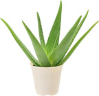 Arcadia Garden Products Live Aloe Vera Succulent Easy Indoor Houseplant in Plastic Pot, Air Purifying Ornamental Plant Gift for Home and Garden Decor, 4 Inch