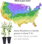 Blueberry Plant Jewel Live for Sale (4 Pack) | Easy to Grow Plants | Edible Fruit Plant for Sustainable Living | Grow Your own Food on Your Edible Organic Garden| Live for Planting| No Seeds