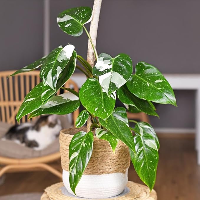 White Princess Philodendron, Live Plant in 3" Grower Pot, Easy Care, Houseplant