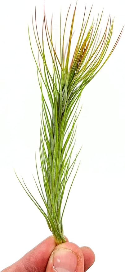 ragnaroc Air Plants - Tillandsia Funckiana Hybrid, Large 5-7" - 3ct - Live Arrival Guaranteed - House Plants for Home Decor & Gift