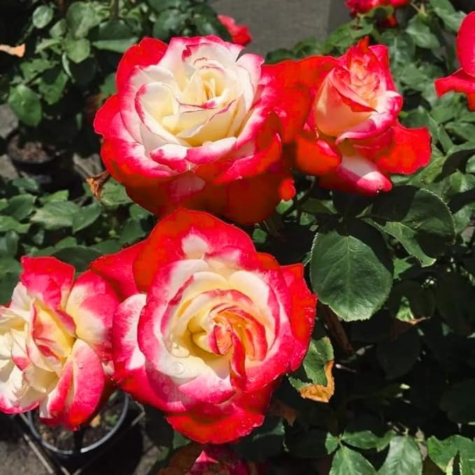 Rose Live Plant, Roses Flower Plant, Fragrant Flower for Planting, 4-6 Inches Tall, Bush Shrub Plants, Well Rooted, Ready to Grow (Red White Rose)