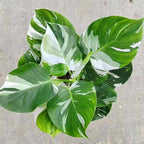 White Princess Philodendron Plant Live, Rare Tropical Variegated Live Indoor Houseplant, Starter Plants No Pot, 5-9" in Tall