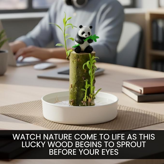 Brazilian Willow Wood Plant - Mini Brazil Lucky Wood Kit - Tray, Lucky Tree, Panda - Swelling Stage - About to Sprout, Brazilian Tree Housewarming - Office Desk Decor - Office Gift Exchange