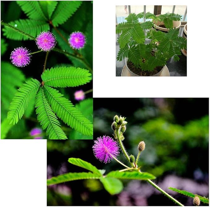 200 Sensitive Plant Seeds(Mimosa Pudica) for Indoor/Balcony Planting, Non-GMO Perennial Potted Flower Seeds
