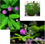 200 Sensitive Plant Seeds(Mimosa Pudica) for Indoor/Balcony Planting, Non-GMO Perennial Potted Flower Seeds